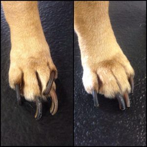 Dog needing nail trim