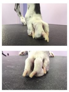 Deformed toes in dog with nails left too long