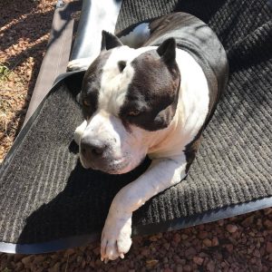 American Bully not happy about photo session