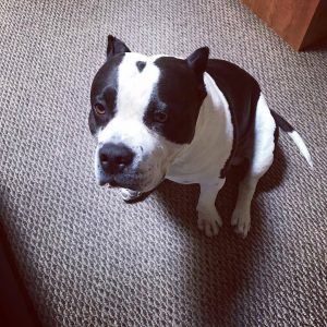 American Bully dog hating photo taking