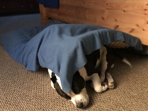American Bully under his bed
