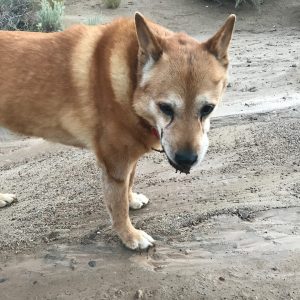 Carolina Dog eating dead rotting animal