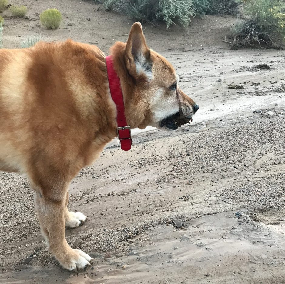 Carolina Dog eating dead rotting animal