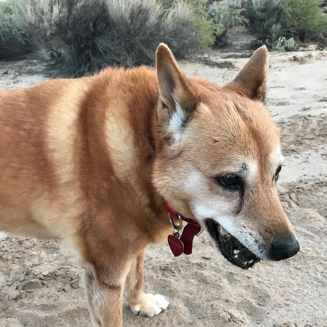 Carnivore Scavenger Extraordinaire