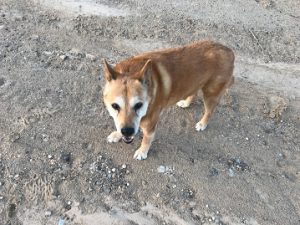 Carolina Dog in the desert