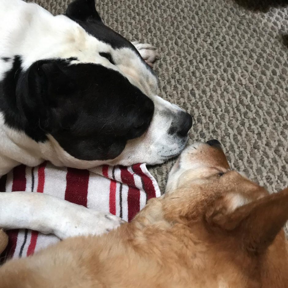 Dogs lying nose to nose