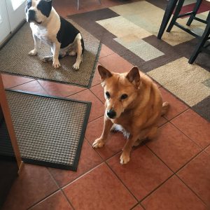Dogs waiting for their food