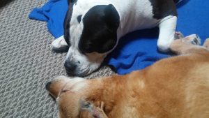 Dogs nose to nose for massage