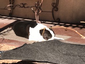 American Bully dog sunbathing in winter