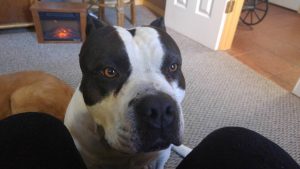 American Bully dog making is opinion heard