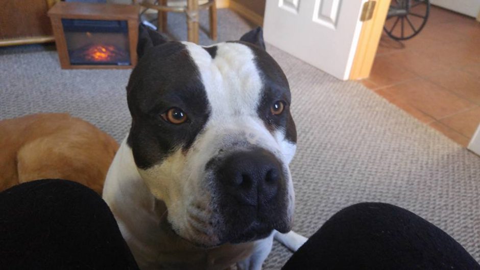American Bully dog making is opinion heard