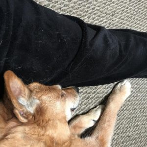 Happy Carolina Dog