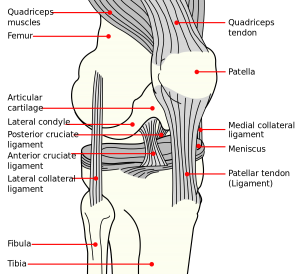 Dog CCL diagram