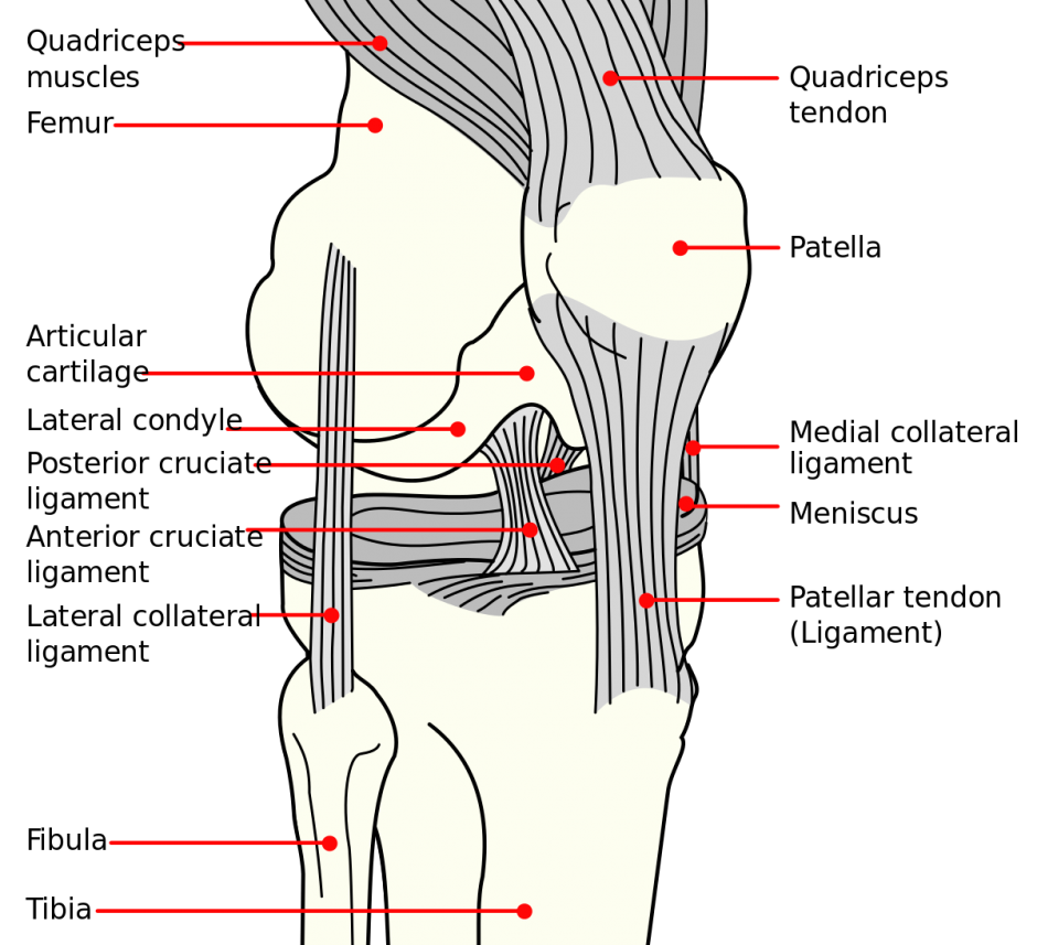 Dog CCL diagram