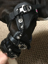 Dog knee brace