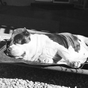 American Bully dog sunbathing