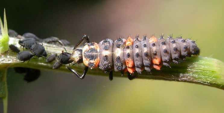 Creepy Crawly Spring?