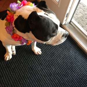 American Bully dog wearing a lei