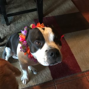 American Bully with his Hawaiian lei