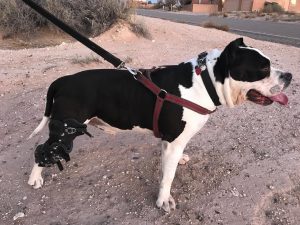 American Bully wearing a knee brace