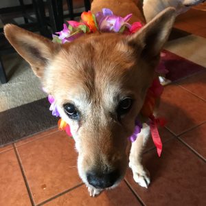 Carolina Dog wearing a lei
