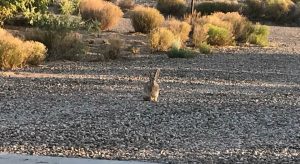 wild rabbit in our yard