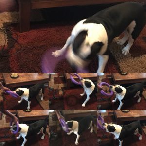 American Bully dog playing with Puller ring