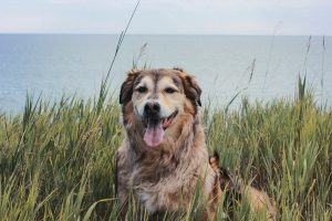 Dog sitting in tall grass