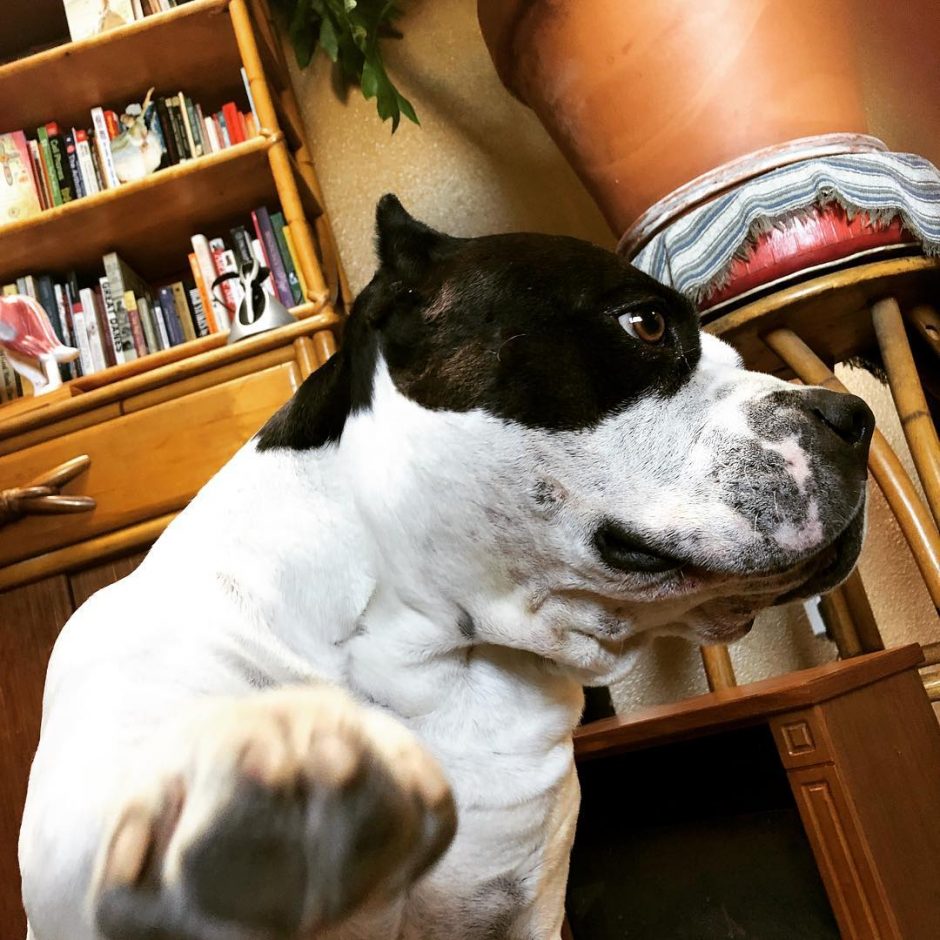 American Bully King raising his paw