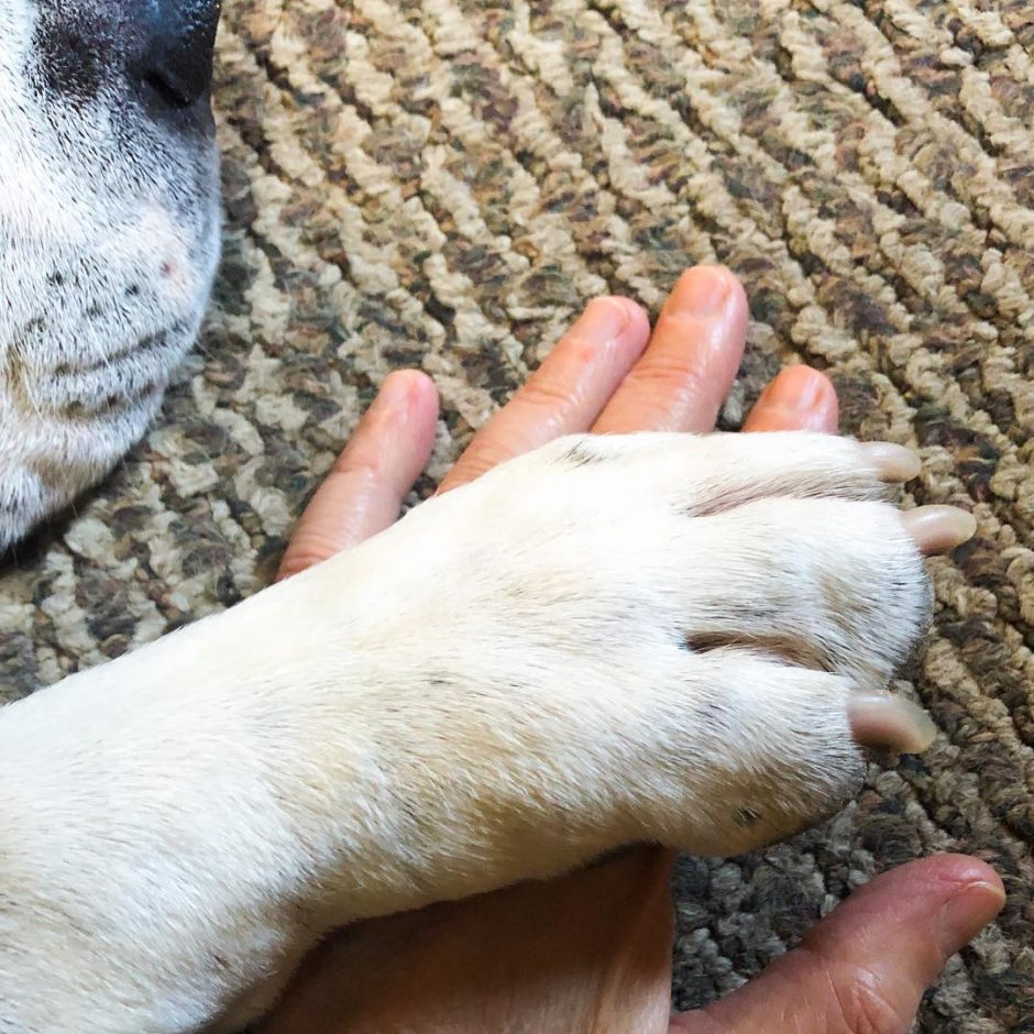 American Bully paw on human hand