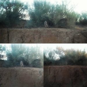 desert sand owls