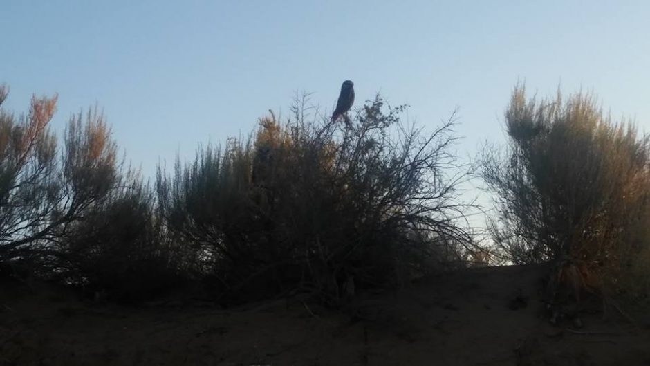 desert sand owls