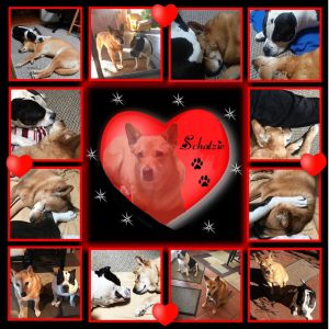Carolina Dog and American Bully in love