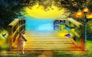 Carolina Dog at the Rainbow Bridge