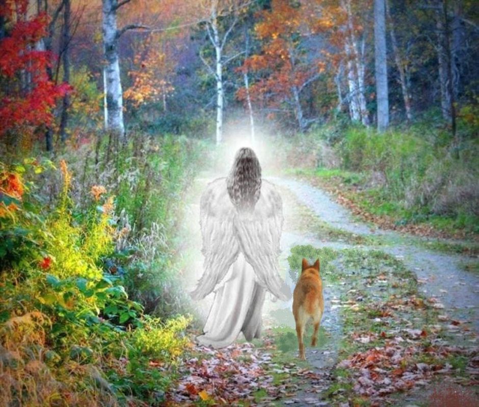 Angel escorting Carolina Dog into eternity