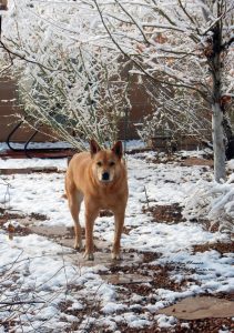 Carolina Dog in spring snow