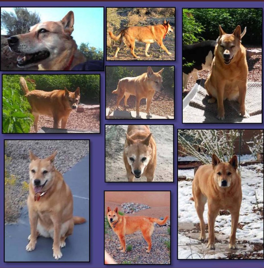 Our beautiful Carolina Dog