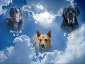 Three dogs in heaven