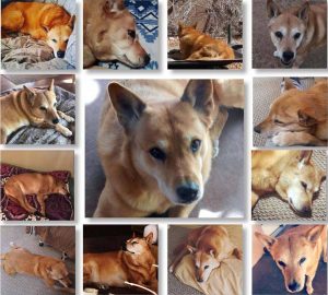 beautiful Carolina Dog