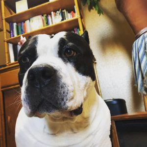 American Bully dog thinking through some things