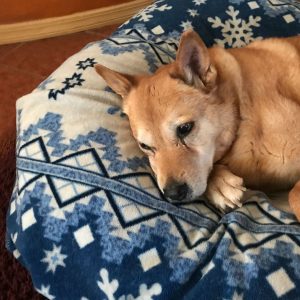 Carolina dog sleeping