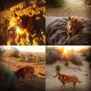 Carolina Dog in the desert