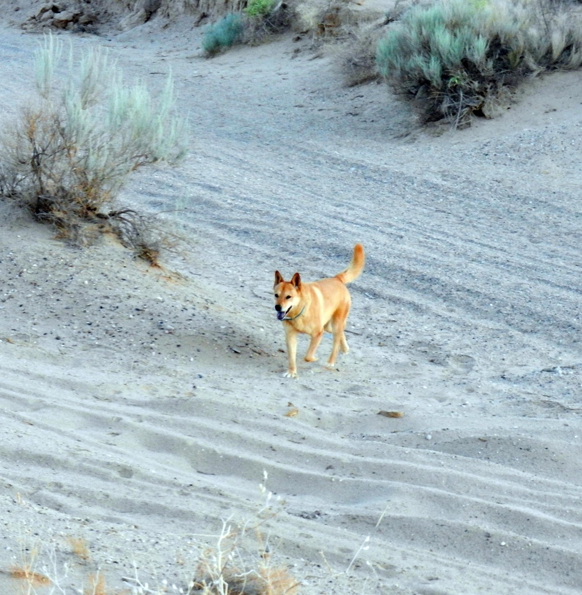 Canaan Dog or Carolina Dog?