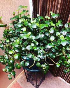 beautiful houseplant