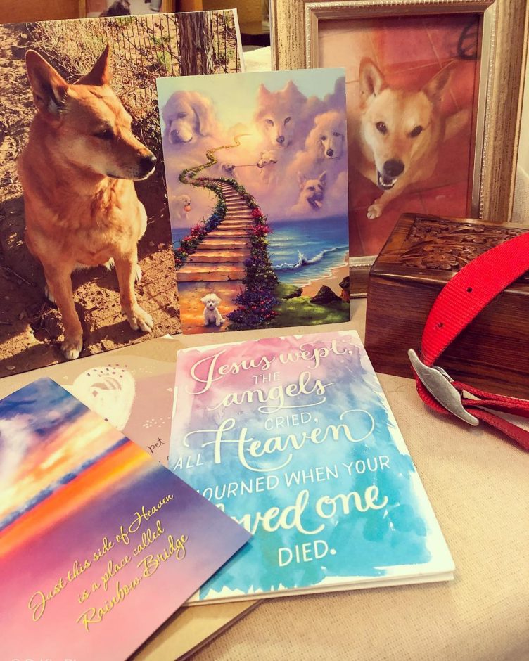 Beautiful Carolina Dog loss