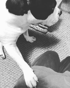 American Bully dog consoling his owner