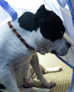 American Bully dog under the AromaDome