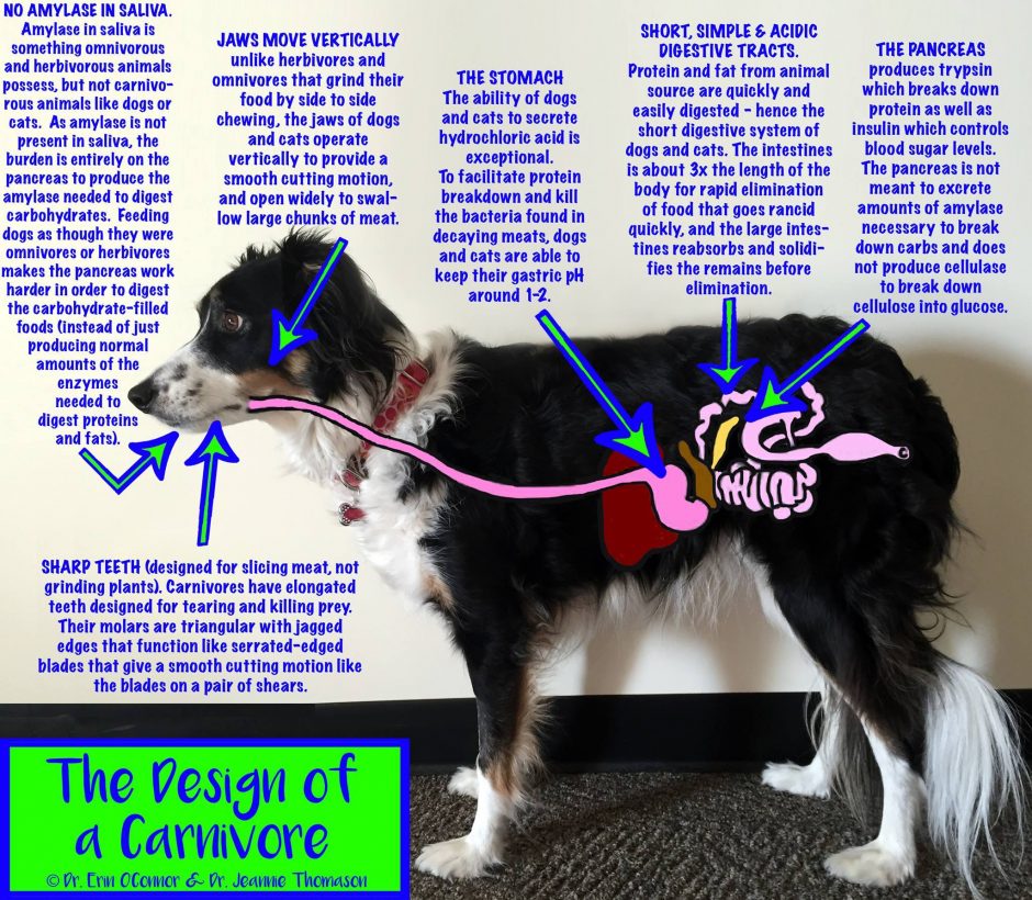 Dogs are carnivores