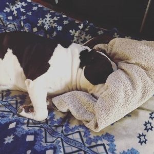 American Bully hiding face in blanket