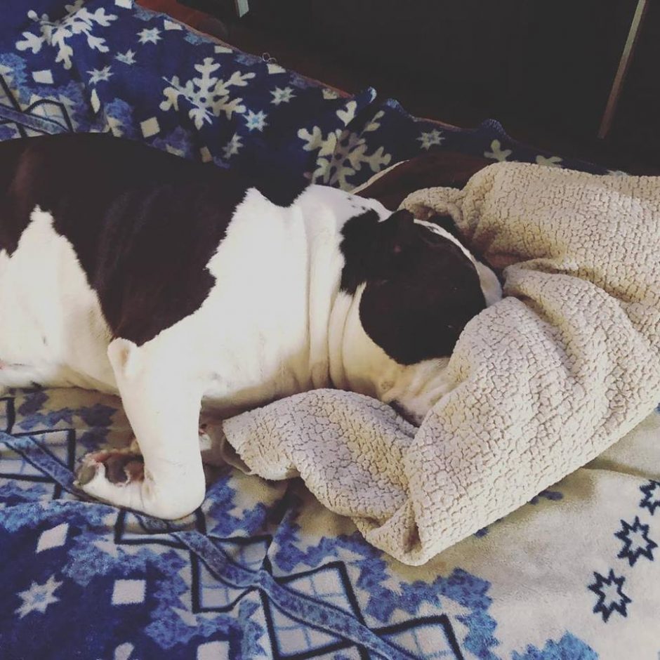 American Bully hiding face in blanket